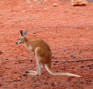 brown kangaroo thumbnail