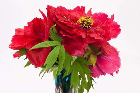 red petaled flower on glass vase thumbnail