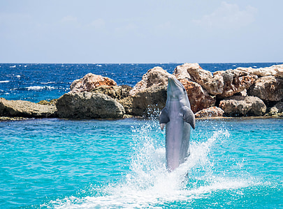 gray dolphin near rock formation at daytime thumbnail