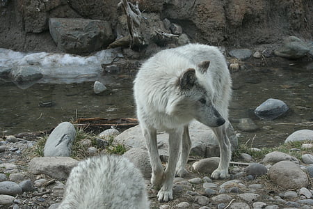 snow wolf near river thumbnail
