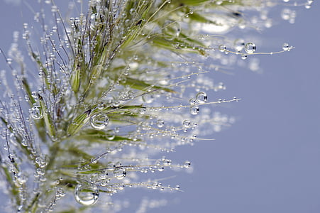 closeup photography of leaf with water dew thumbnail