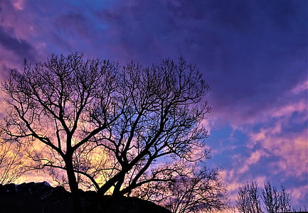 silhouette tree under cloudy sky thumbnail