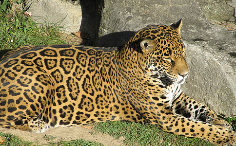 closeup photo of leopard beside rock thumbnail