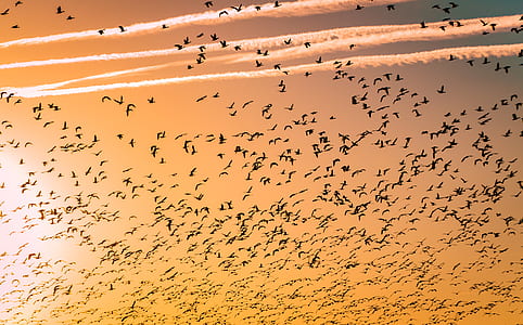 flock of birds during golden hour thumbnail