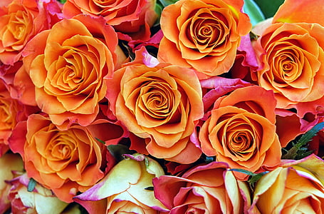 orange rose flowers thumbnail