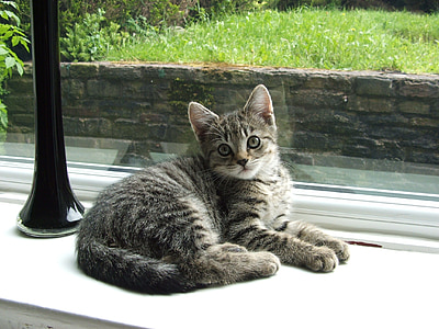 black, white, and brown tabby cat lying on white surface thumbnail