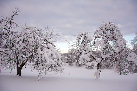 Trees in snow thumbnail