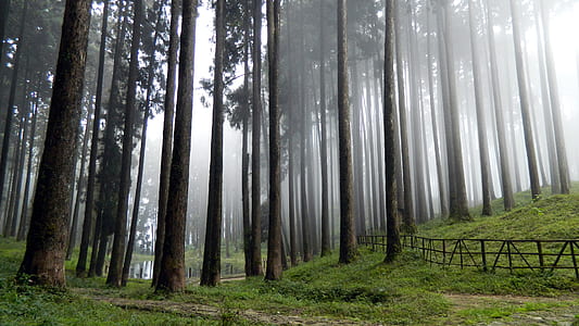 Foggy Forest Tall Trees and Green Grass Field High-saturated Photography thumbnail