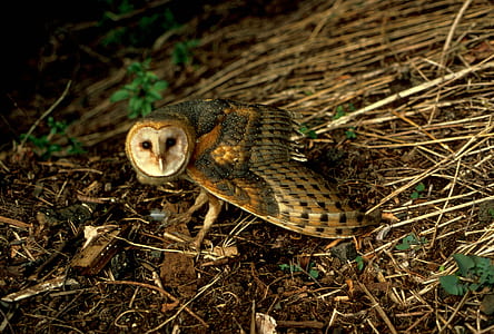 black and brown owl on soil thumbnail