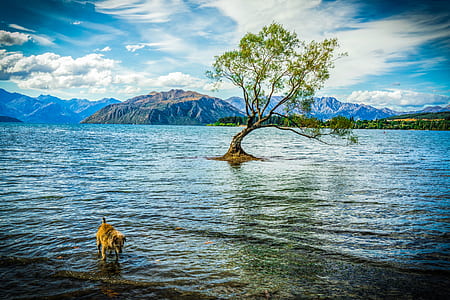 adult tan dog in body of water with green leaf tree near mountain under white cloud blue skies thumbnail