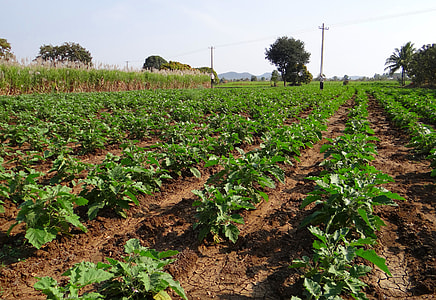 row of vegetable under white clouds thumbnail