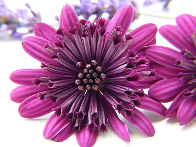 purple petaled flowers thumbnail