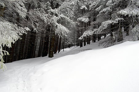 trees covered with snows on mountain cliff thumbnail