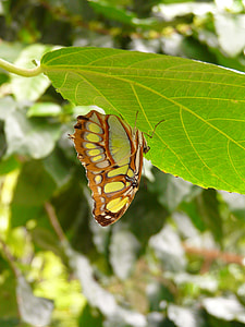 Malachite Butterfly, Butterfly thumbnail