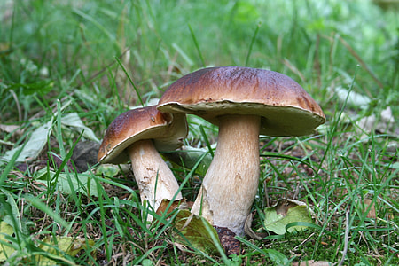 two brown mushrooms on green grass thumbnail