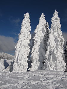 green leaf trees covered by snow under blue sky at daytime thumbnail