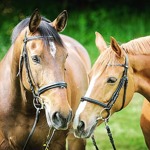 close photography of two brown horses thumbnail