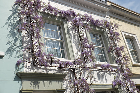 photo of purple petaled flowers on white wooden framed window thumbnail
