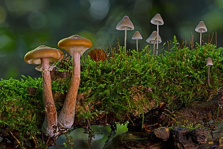 brown mushrooms growing from tree root thumbnail