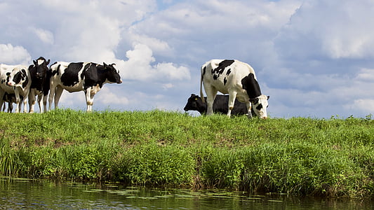 three white-and-black cattle on grass near body of water thumbnail