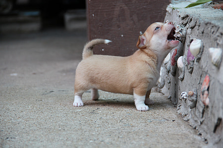 tan and white short-coat puppy biting concrete wall stone decor at daytime thumbnail