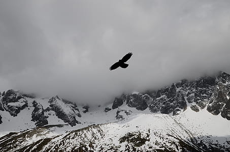 black eagle flying over highland thumbnail