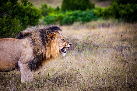 lion standing on dried grass thumbnail