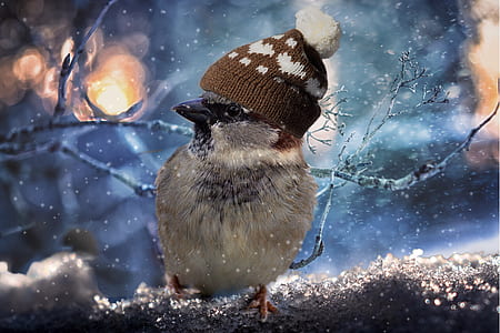 white bird wearing brown knit hat thumbnail