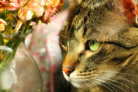focus photography of gray tabby cat thumbnail