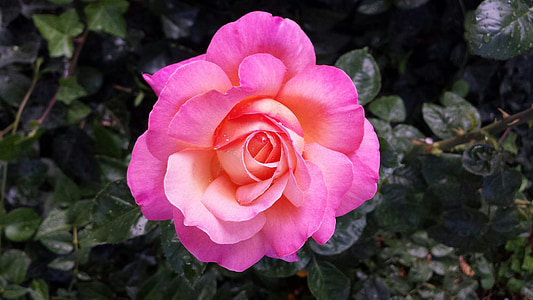 selective focus photography of pink rose flower thumbnail