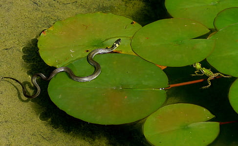 gray snake on water lily pad thumbnail
