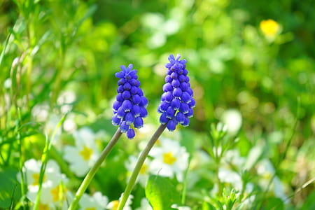blue petaled flowers thumbnail