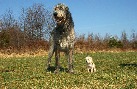 adult Scottish deerhound with Maltese on grass field thumbnail
