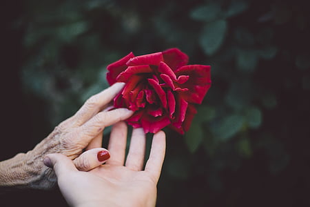 selective focus photography of two hands holding red rose flower thumbnail