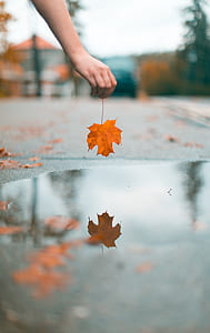 person holding dried leaf thumbnail