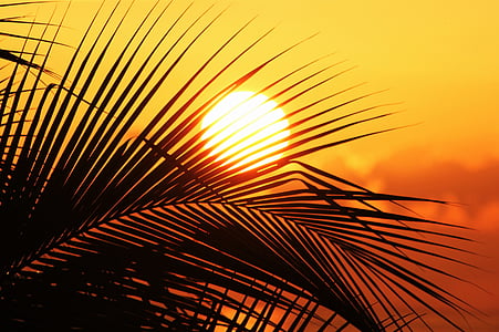 silhouette of palm tree thumbnail