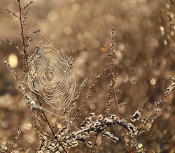 white spiderweb thumbnail