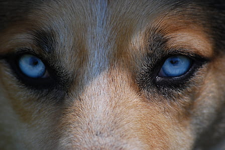 brown animal with blue eyes thumbnail