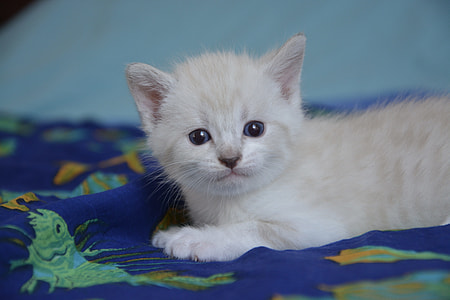 white kitten lying on blue and multicolored textile thumbnail