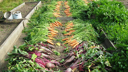assorted vegetables on ground thumbnail