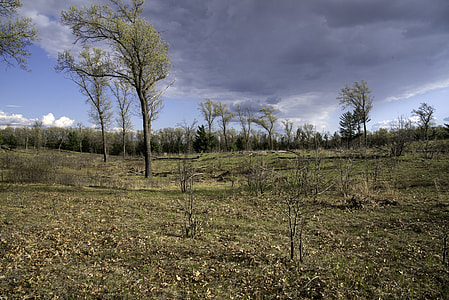 Trees in the clouds at Quincy Bluff, Wisconsin thumbnail