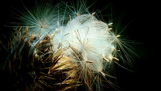 white and brown flower thumbnail