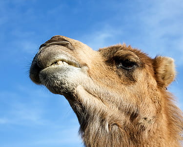 close-up photo of brown camel thumbnail