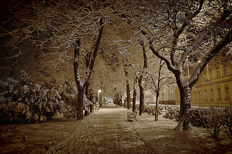 beige pathway surrounded with trees thumbnail