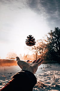 shallow focus photography of person catching pinecone in mid-air during daytime thumbnail