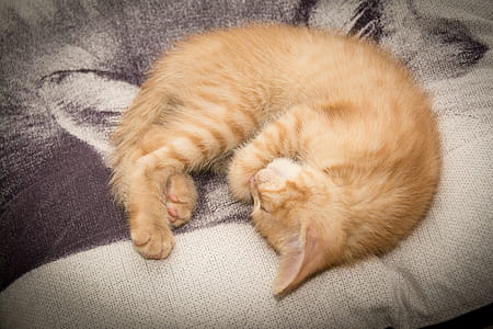 orange tabby cat sleeping on gray surface thumbnail