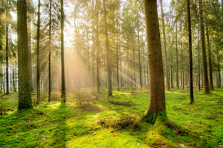 Gray Tree Trunks Under the Clear Sky thumbnail
