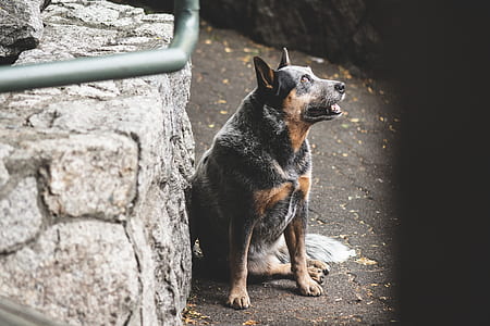 dog sitting beside a concrete wall thumbnail