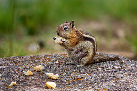 Photography of Brown Chipmunk Eating on Top of Rock thumbnail