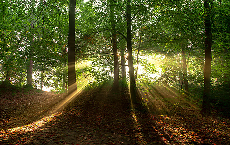green tress during day time thumbnail